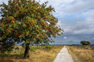 Fietsverhuur Drenthe