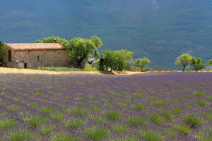 Provence bike rentals